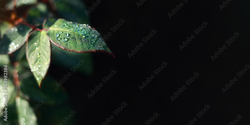 Morning dew drops on leaf. Dew drops on a leaf with dark background. Macro dew drops on a leaf after rain. Symbol of fragility and purity nature. Abstract natural background with place for text. Morning dew drops on leaf. Dew drops on a leaf with dark background. Macro dew drops on a leaf after rain. Symbol of fragility and purity nature. Abstract natural background with place for text.