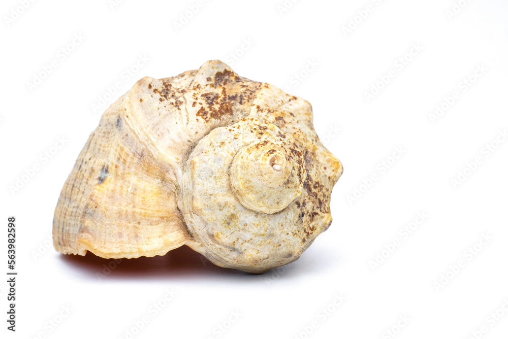 Sea Shell WHITE background.