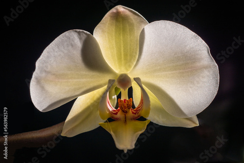 Blooming white orchid isolated flower phalaenopsis, phalaenopsis or falah dark black background Close up macro backlight sun yellow