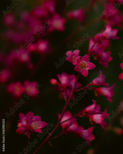 pink flowers in the garden