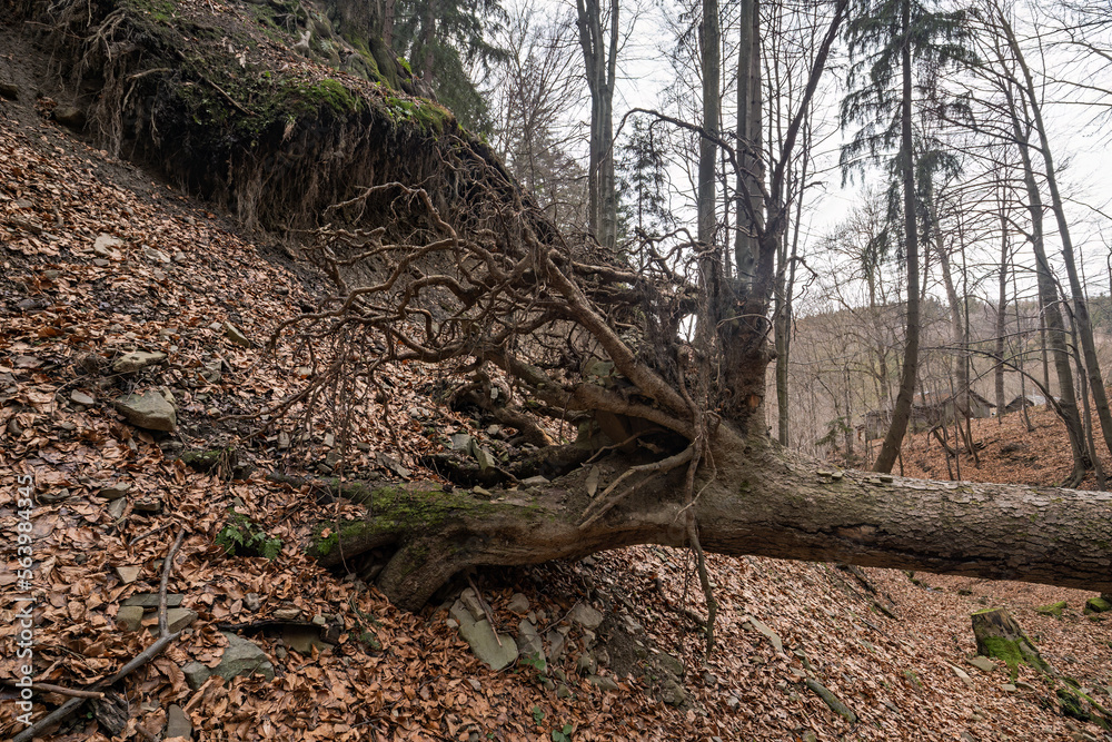 Exposed roots of an overturned tree.