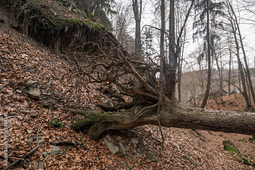 Exposed roots of an overturned tree.