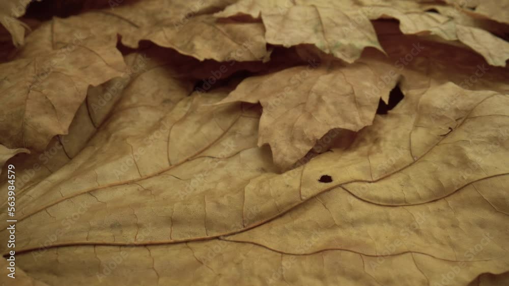 dry bronze color leaves close up shot. Nature background. dry bronze color leaves close up shot. Nature background.