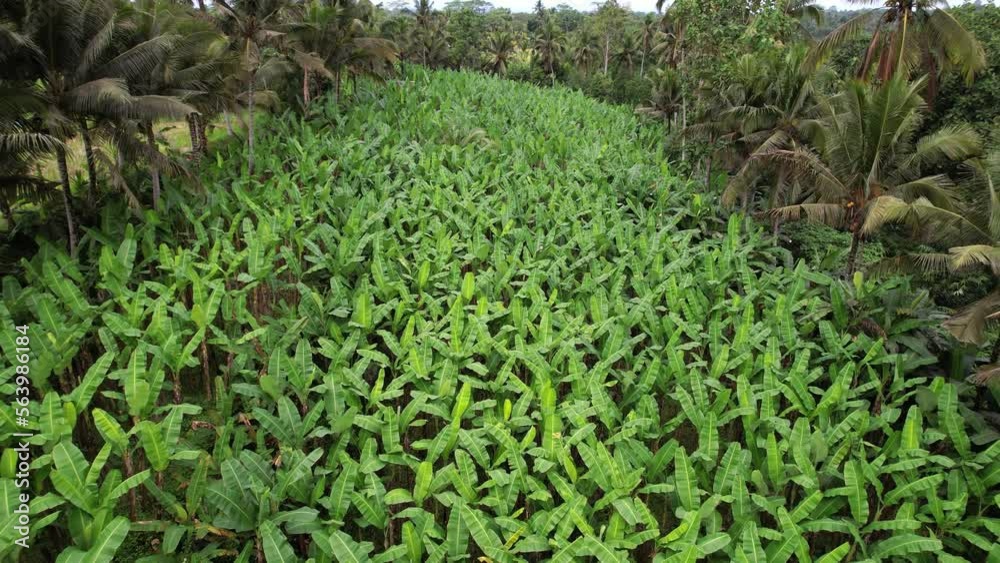 Many banana trees grow at hill slope, aerial view of green field, camera fly low and slow. Palm trees at left and right, rice fields surround fruit plantation. Countryside of cental Bali Island Many banana trees grow at hill slope, aerial view of green field, camera fly low and slow. Palm trees at left and right, rice fields surround fruit plantation. Countryside of cental Bali Island