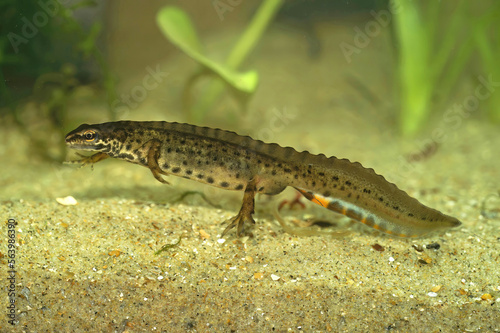Closeup on an aquatic crested male European common smooth newt  Lissotriton vulgaris underwater