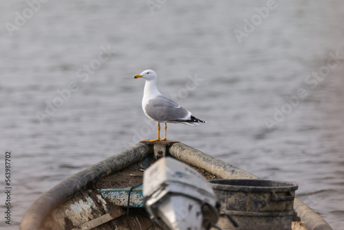 Oiseaux