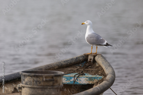 Oiseaux