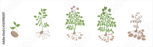 Growth stages of Potato plant. Potato growing stages vector illustration