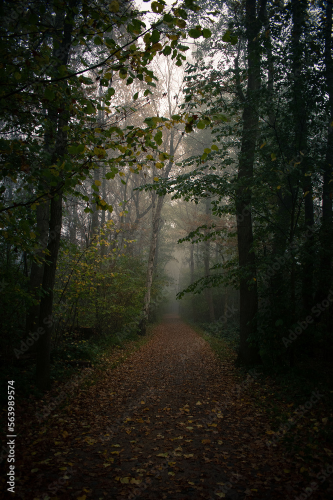 Fototapeta premium Waldweg im Nebel
