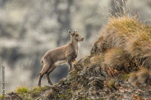 Obraz na płótnie Young Ibex (Capra ibex) recently born climbing a steep ridge, Italian Alps, August w salonie