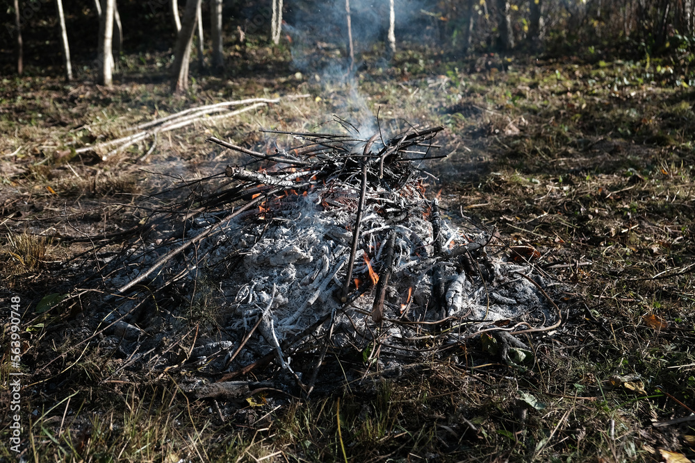 Bonfire burning in the woods during a picnic Bonfire burning in the woods during a picnic