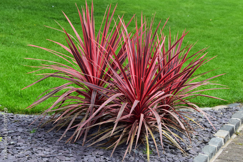 Dublin city, the capital of Ireland Republic plant in a public park