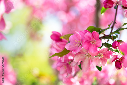 Flowering apple tree in spring blooming green garden on mysterious springtime floral sunny background with morning sun light, beautiful nature with flowers blossom.