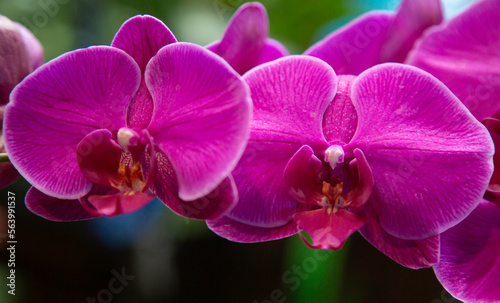 Fotografiet pink orchid flower