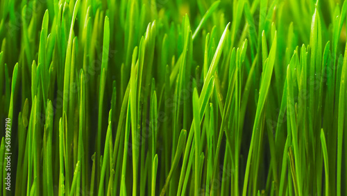 Wheat germ. wheatgrass. Healthy food, eco. The texture of green grass. Vegetarianism. agriculture