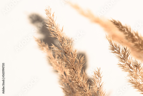Close-up of a branch of dry pampas grass against the background of a white wall in the interior. Natural background with flowers in boho style, minimalistic.