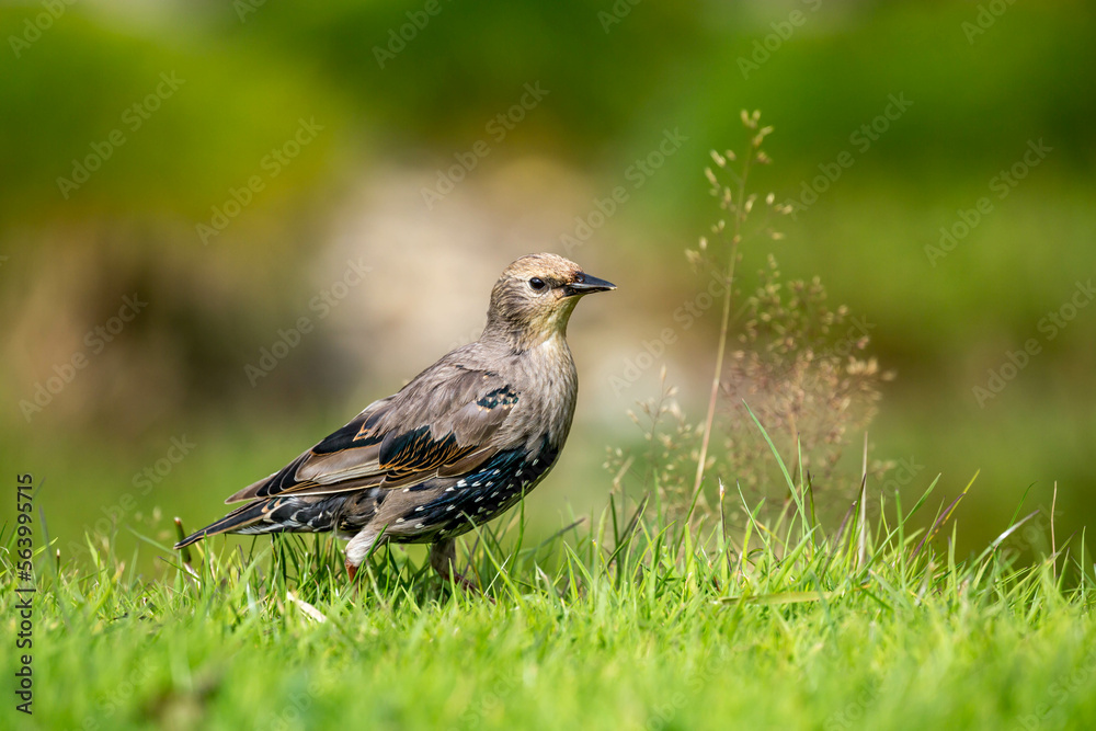 bird on the grass bird on the grass