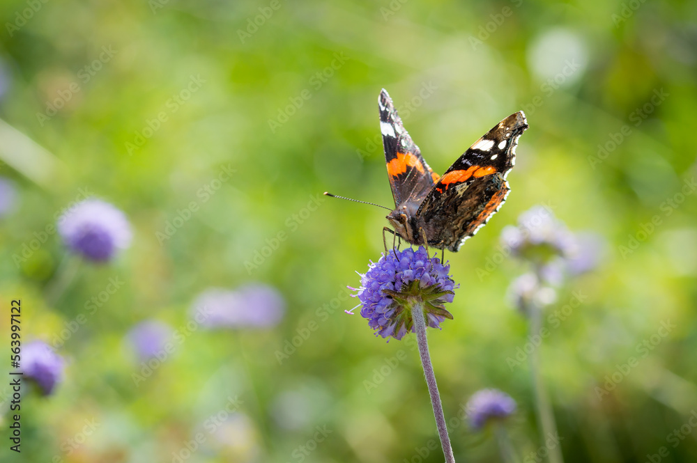 Red Admiral butterfly posing on Devil's-bit Scabious Red Admiral butterfly posing on Devil's-bit Scabious