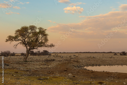 Animals at the waterhole in natural habitat in Etosha National Park in Namibia