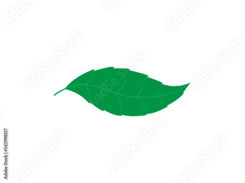 green leaf isolated on white background.