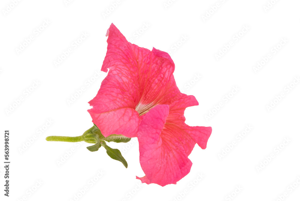 Fototapeta premium pink petunia flower isolated