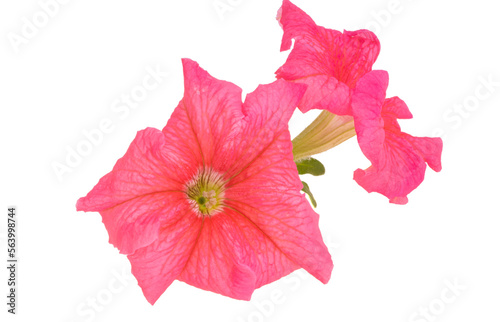 pink petunia flower isolated