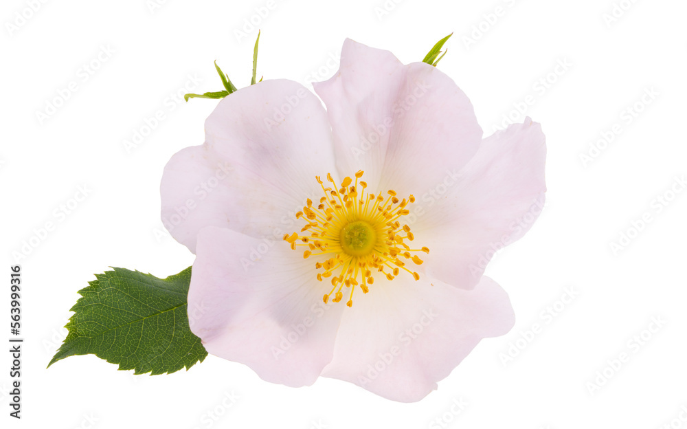 Obraz premium rosehip rose isolated