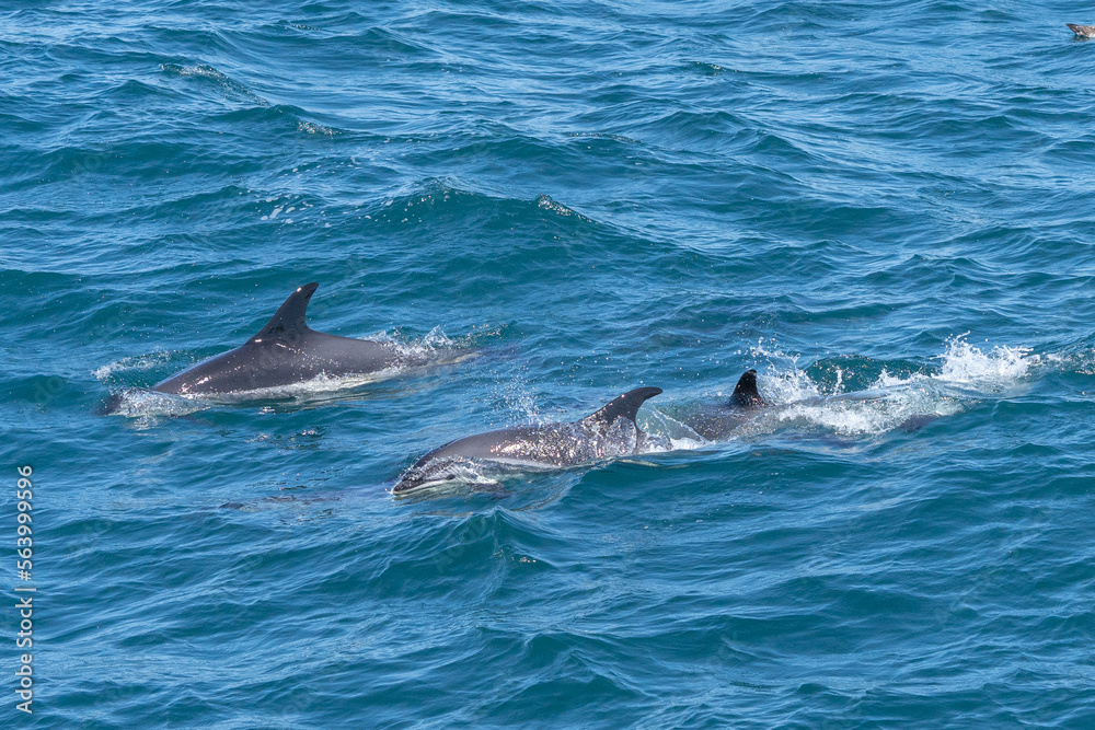 Naklejka premium Common Dauphin swim off the Cape Cod Coast