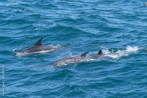 Common Dauphin swim off the Cape Cod Coast © Lee