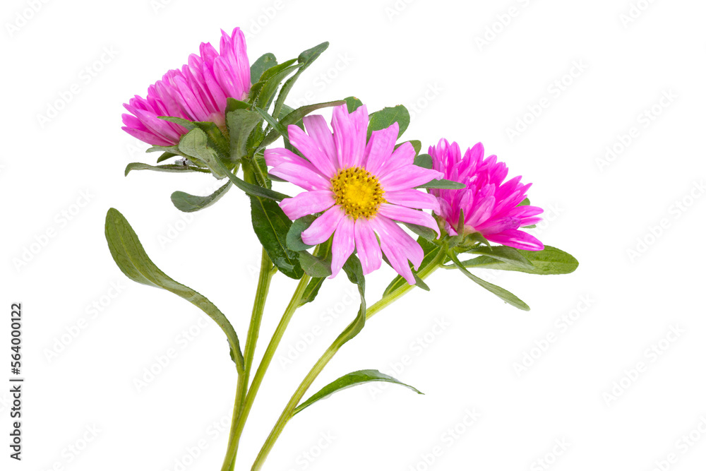 aster flower isolated aster flower isolated