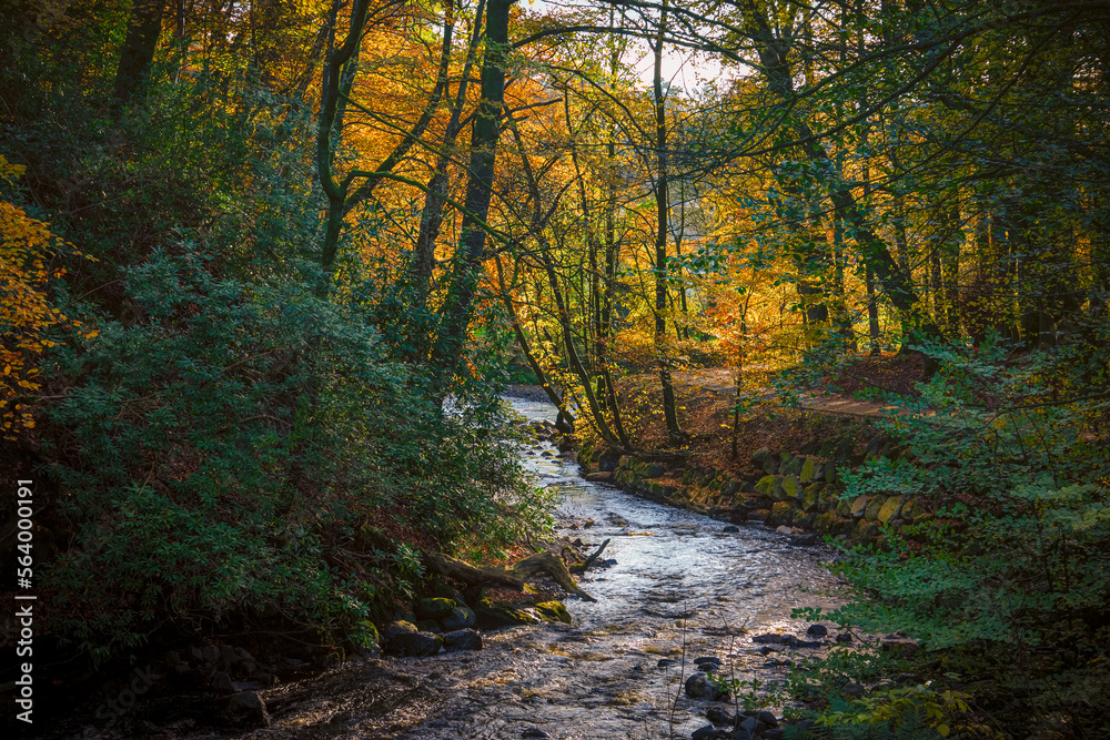 Ancient Woods Of Dean Park in Kilmarnock in Autumn and the River Fenwick that runs through the Park