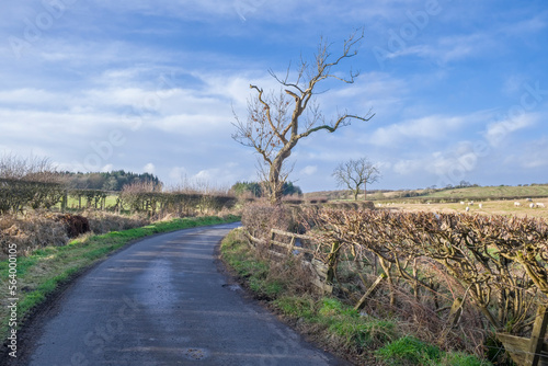 Beautiful Scottish Farmlands in Burns Country with farming fields and trees and hedgerows and a scary tree photo