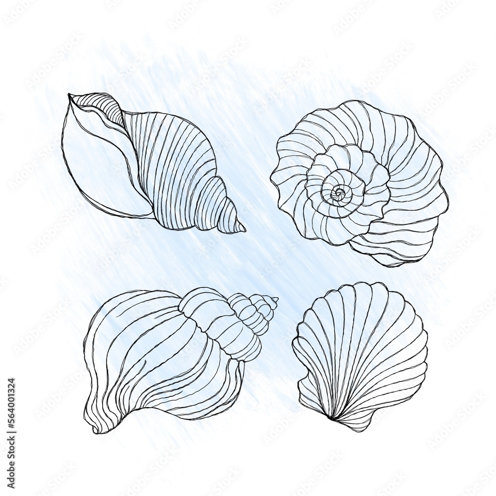 Line art illustration of a seashell on blue watercolor background. Shell tattoo idea. Hand drawn nautical engraving of nautical prints isolated on white background Line art illustration of a seashell on blue watercolor background. Shell tattoo idea. Hand drawn nautical engraving of nautical prints isolated on white background