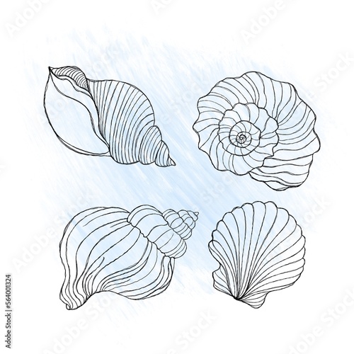 Line art illustration of a seashell on blue watercolor background. Shell tattoo idea. Hand drawn nautical engraving of nautical prints isolated on white background