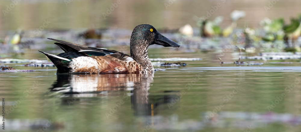 Fototapeta premium Northern Shoveler