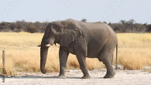 Elefant läuft ruhig durch die Savanna des Etosha Nationalparks Namibia photo