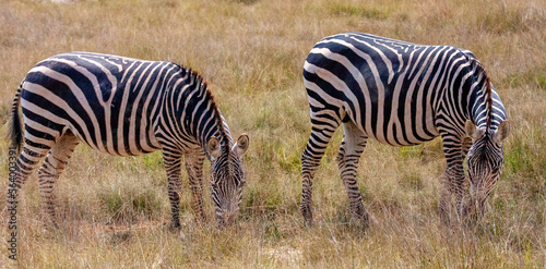 Two zebras  Equus quagga  grazing in a row