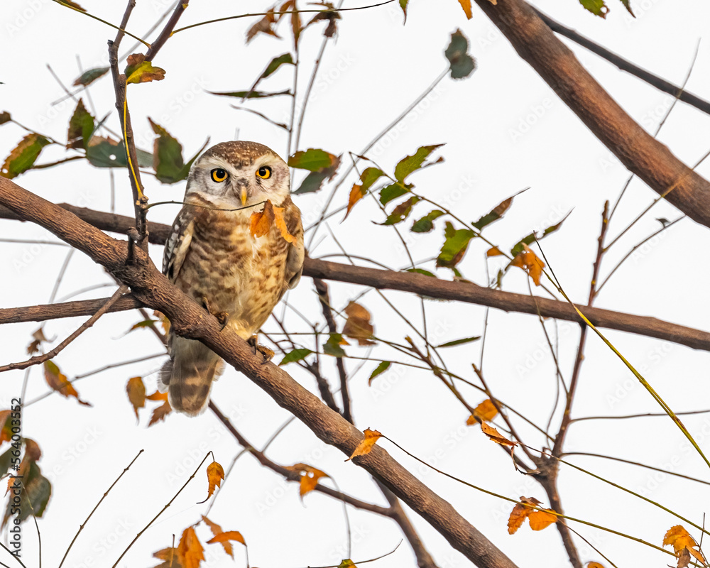 Obraz premium A Spotted Owl perching on a tree