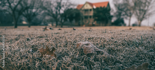 frost on leaves in front of an old two-story building