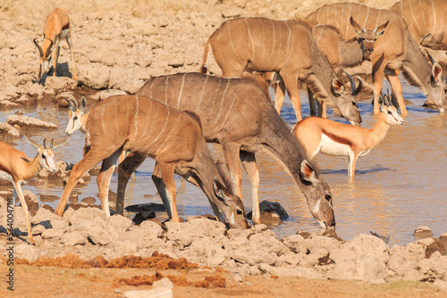 Kudu in natural habitat in Etosha National Park in Namibia.