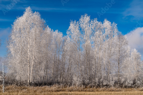 autumn birch forest in frost