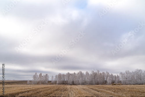 autumn birch forest in frost