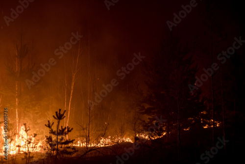 foci of a forest fire close-up