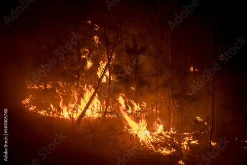 foci of a forest fire close-up
