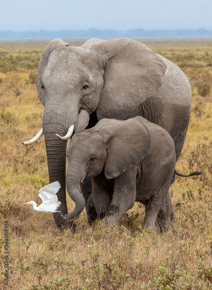 Adult and young elephant (Lexodonta africana) walking with white egret flying by