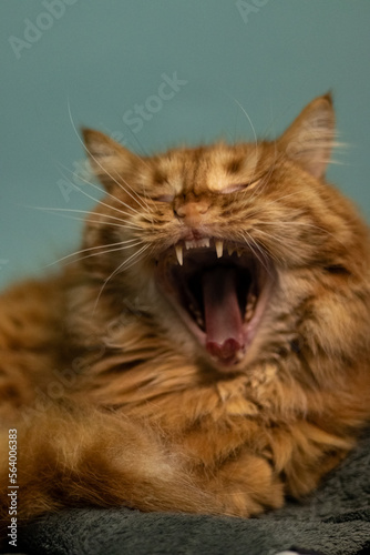 A fluffy red cat yawns