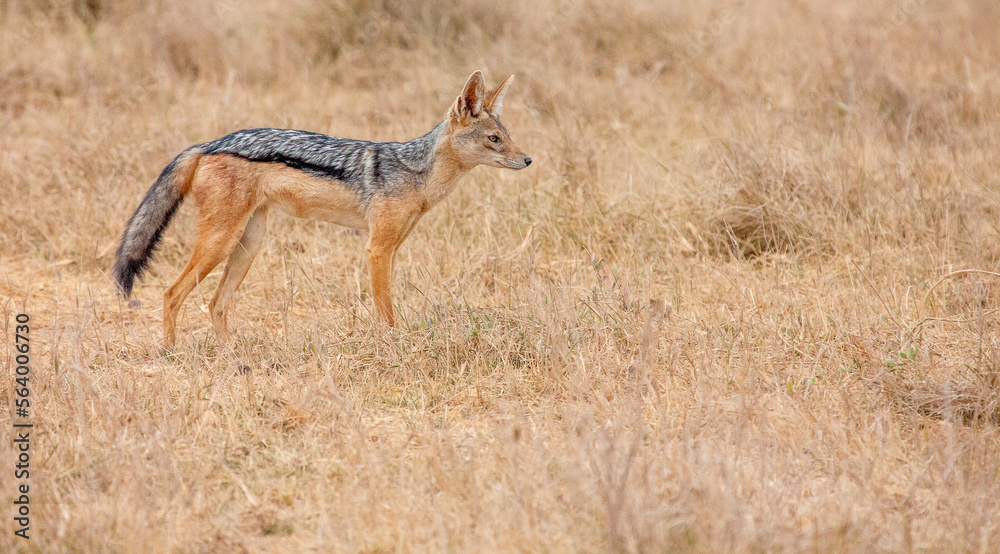 Silver-backed jackal (Canis mesomelas) staring into the distance Silver-backed jackal (Canis mesomelas) staring into the distance