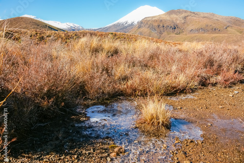 Icy puddle in landscape surrounded by alpine tussock with Mount Ngauruhoe behind.