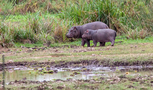 Two young hippopotamuses (Hippopotamus amphibius) photo