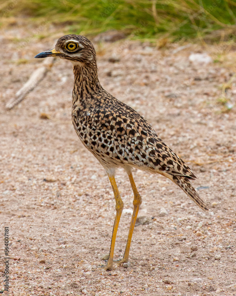 Obraz premium Spotted thicknee (Burhinus capensis) standing in Amboseli National Park, Kenya